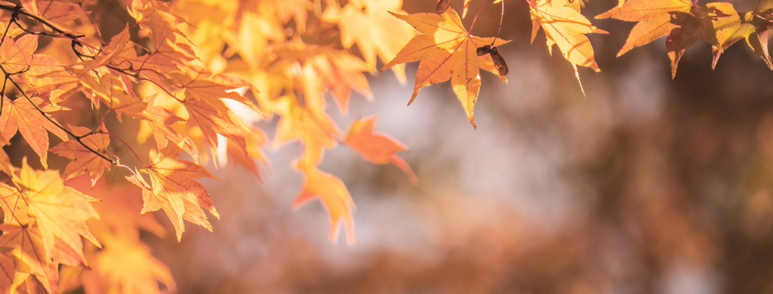 Beautiful maple leaves in autumn sunny day in foreground and blurry background in Kyushu, Japan. No people, close up, copy space, macro shot. AdobeStock 285442038 scaled